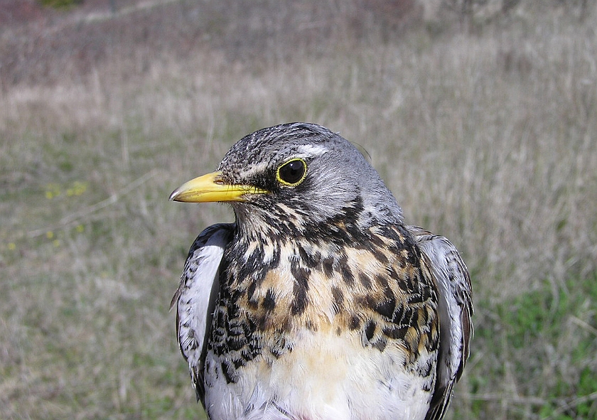 Fieldfare, Sundre 20050512